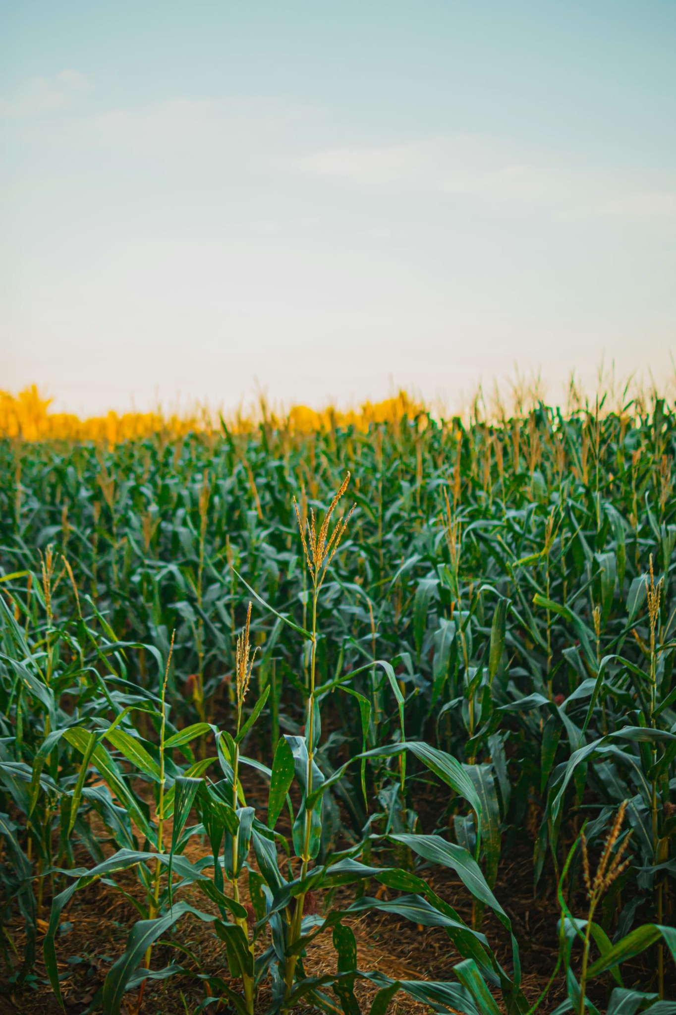 Agricultural field operations